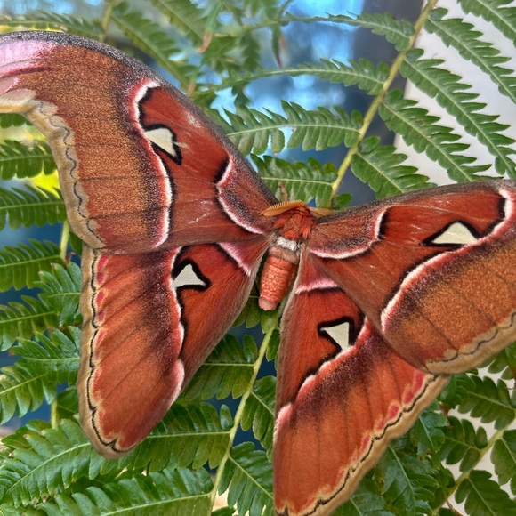 nimbra2